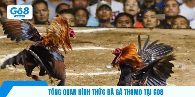 Tổng quan hình thức đá gà Thomo tại GO8