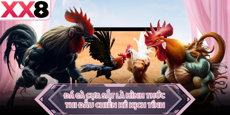 Đá gà cựa sắt là hình thức thi đấu chiến kê kịch tính